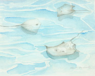 Stingray City